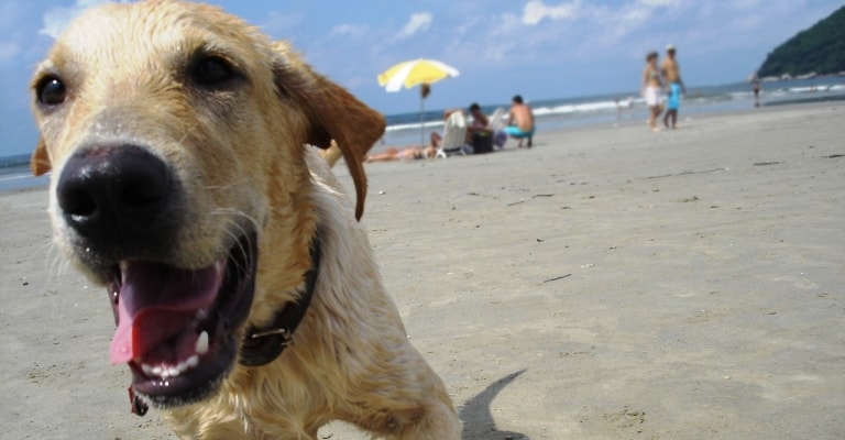 Vai levar seu pet à praia?