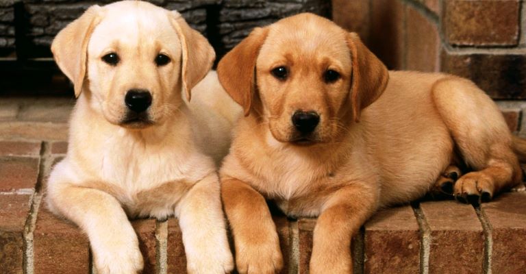 Aprovado medicamento para leishmaniose canina