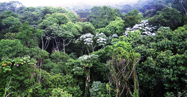 Mais de 25 mil espécies da flora só existem no Brasil, mostra estudo