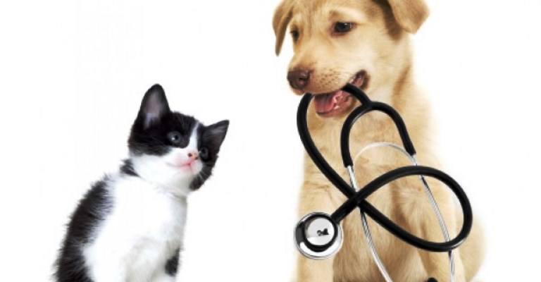 Quem vai mais ao veterinário: cão ou gato?