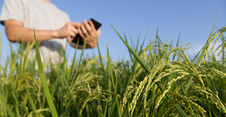 Pesquisa revela que 84,1% dos produtores rurais acessam tecnologias digitais