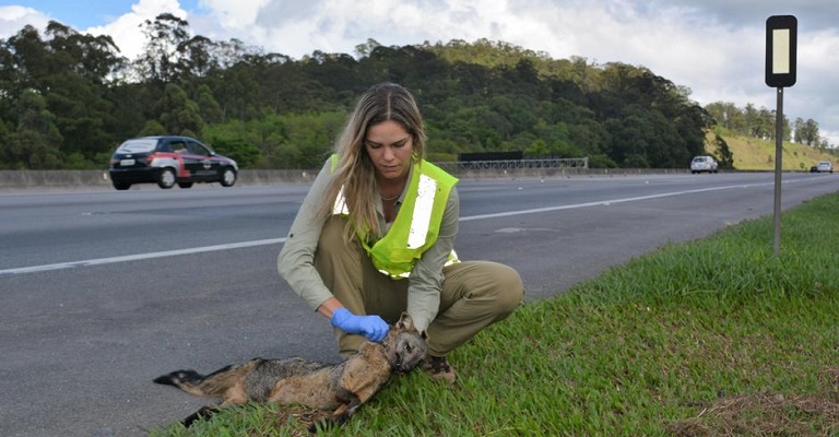 Um prêmio para a proteção de animais em estradas brasileiras