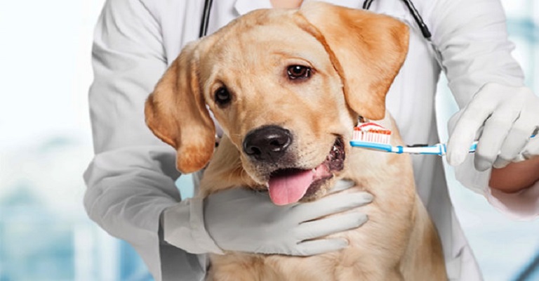 Saúde bucal canina: saiba como escovar os dentes do seu cão