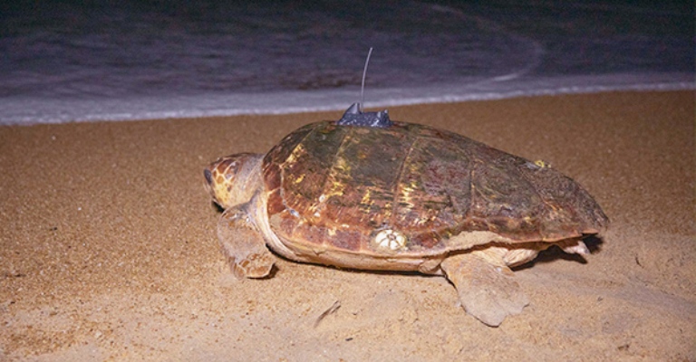 Tartarugas marinhas serão monitoradas via satélite no litoral capixaba