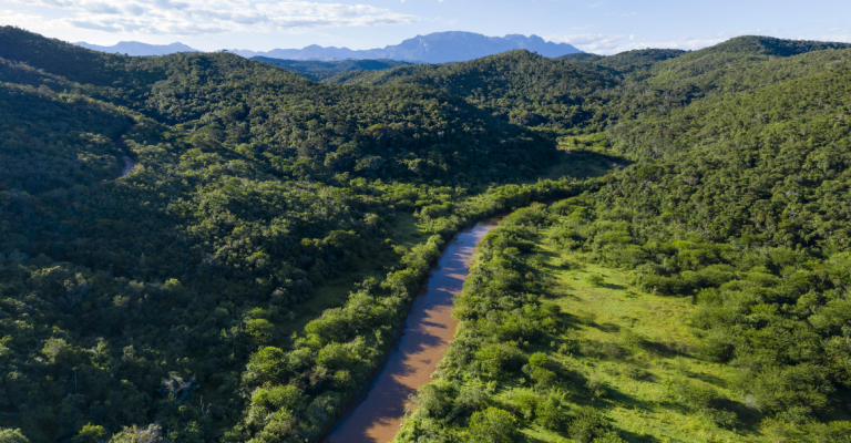 Projeto abre edital para reflorestamento na bacia do Rio Doce