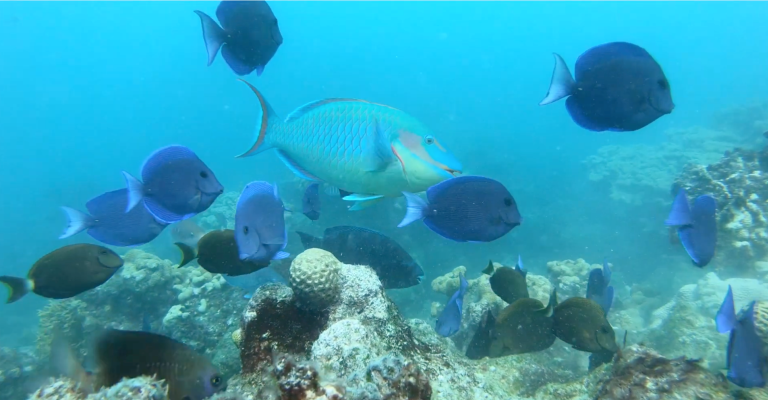 Série mostra diversidade marinha da região de Abrolhos, na Bahia