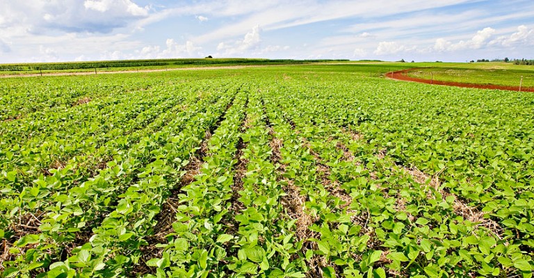 Produção agrícola em 2021 bate novo recorde e atinge R$ 743,3 bilhões