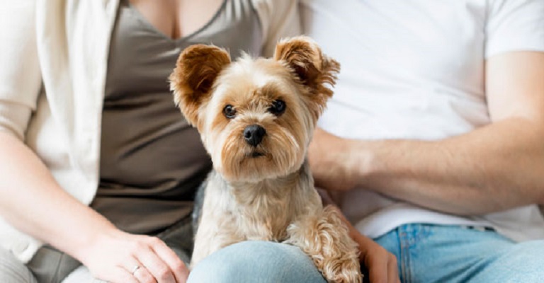 Saiba quais são os Direitos dos pets em caso de separação do casal