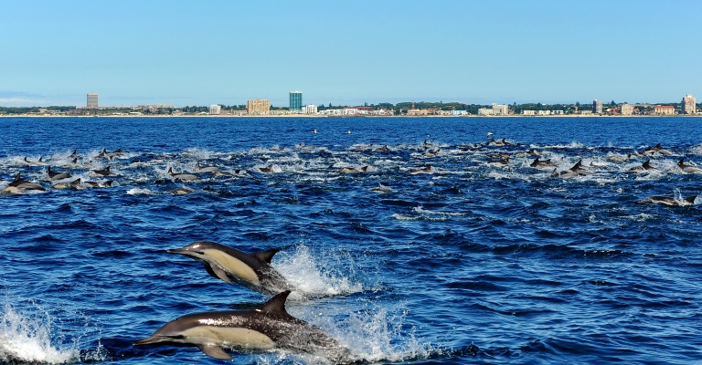 Baía de Algoa, na África do Sul, recebe título de Patrimônio das Baleias