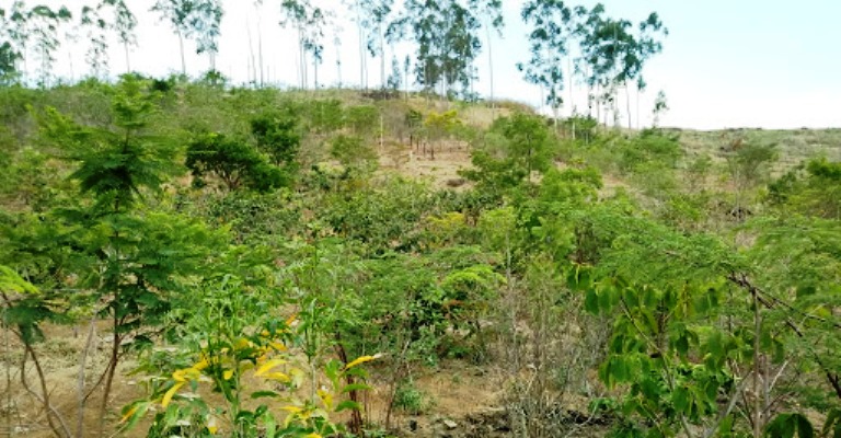 Caixa ajudará a plantar 600 mil árvores em Minas Gerais e Tocantins