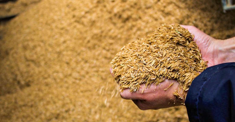 Virando energia, 31 mil toneladas de casca de arroz deixaram de ser descartadas
