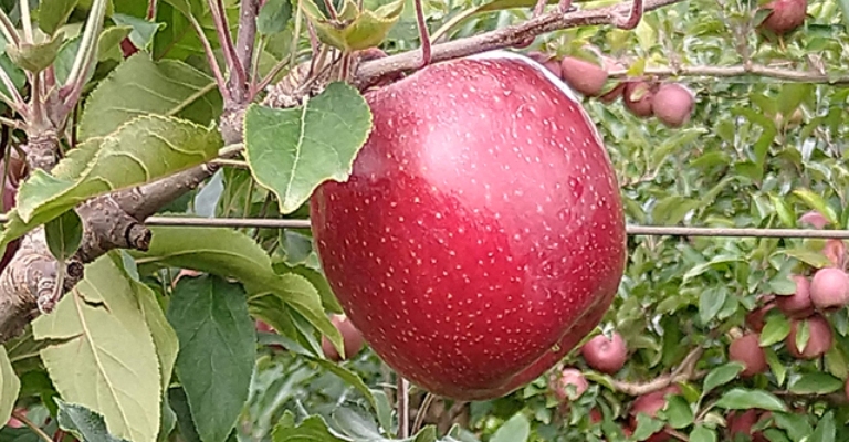 Pesquisadores brasileiros desenvolvem maçã gala 100% vermelha