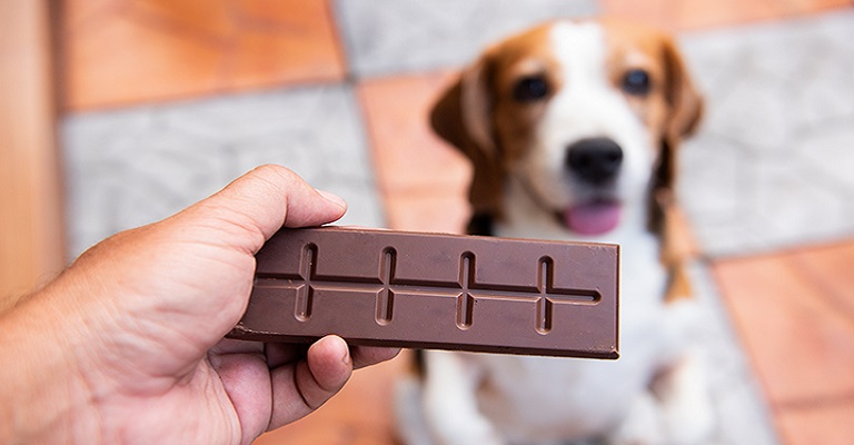 Páscoa: Chocolates são altamente prejudiciais à saúde dos pets