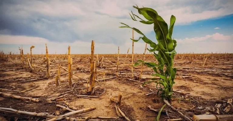 Os impactos climáticos no sistema alimentar global