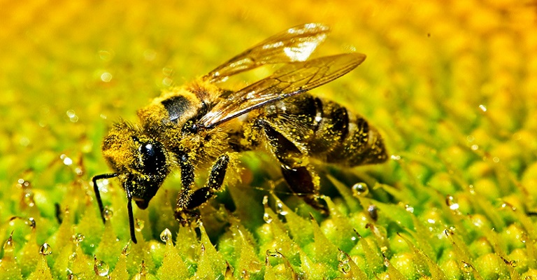 A mente de uma abelha