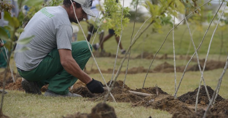 Dia da Árvore: projeto ajuda a reflorestar bioma 100% brasileiro