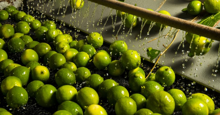 Região do Jaíba conquista a primeira Indicação Geográfica em fruticultura, em Minas
