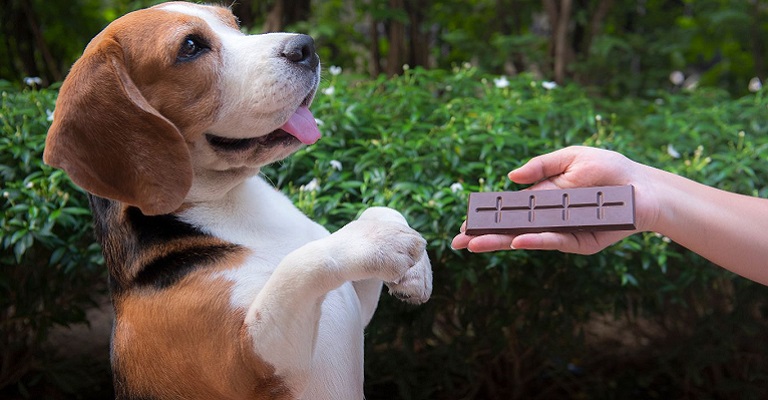 O perigo do consumo de chocolate pelos cães