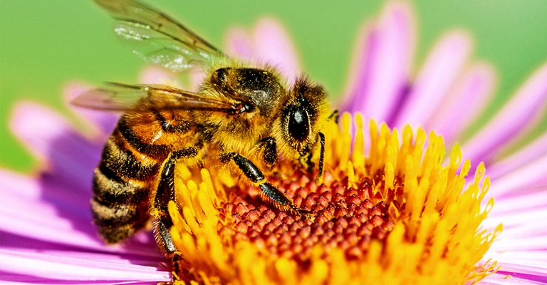 Alergia a pólen é desafio na primavera
