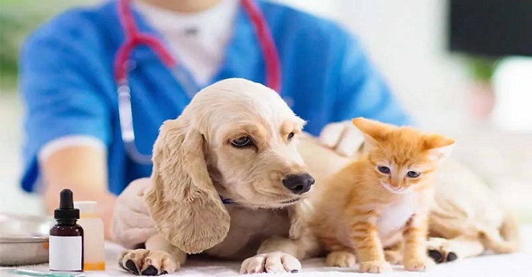 Especialidades veterinárias em alta