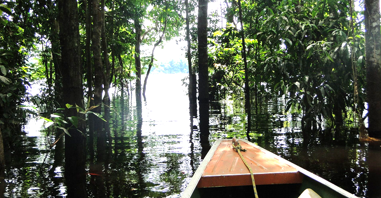Projeto de conservação da Amazônia recebe investimento internacional