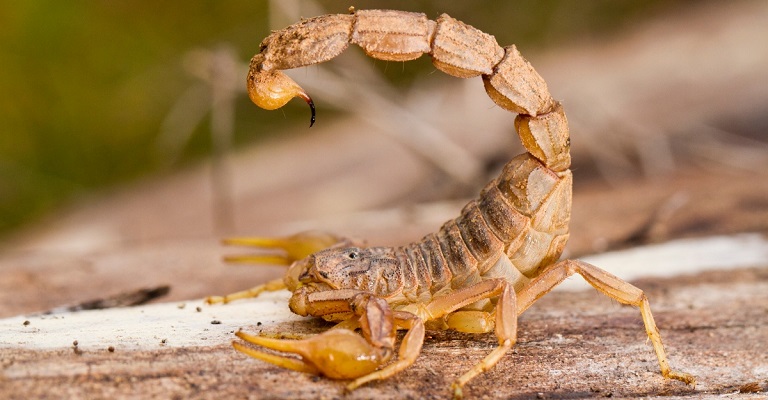 Escorpiões: quem são esses animais temidos pela população?