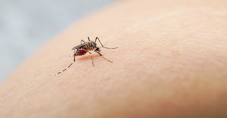 Dengue, Chikungunya e Zika: conheça os sintomas de cada doença