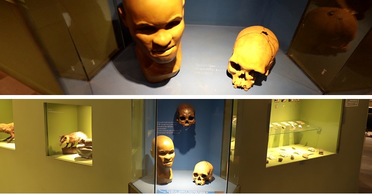 Descoberta de Luzia, um dos esqueletos mais antigos das Américas, completa 50 anos